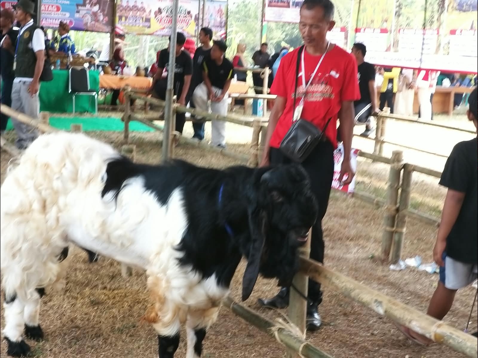 Jerat Harga Murah di Bengbulang: Menagih Kehadiran Pemkab Cilacap untuk Peternak Kambing